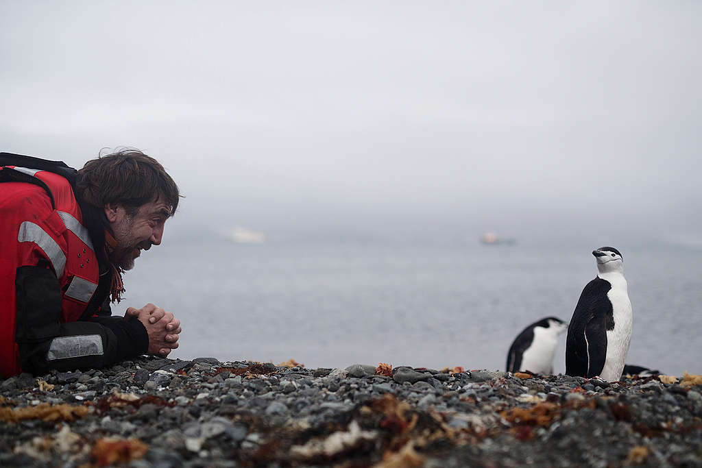 Javier Bardem and Chinstrap Penguin in the Antarctic. © Christian Åslund / Greenpeace Хавиер Бардем и антарктически пингвинд в Антарктида © Кристиан Аслунд / „Грийнпийс“ © Christian Åslund / Greenpeace