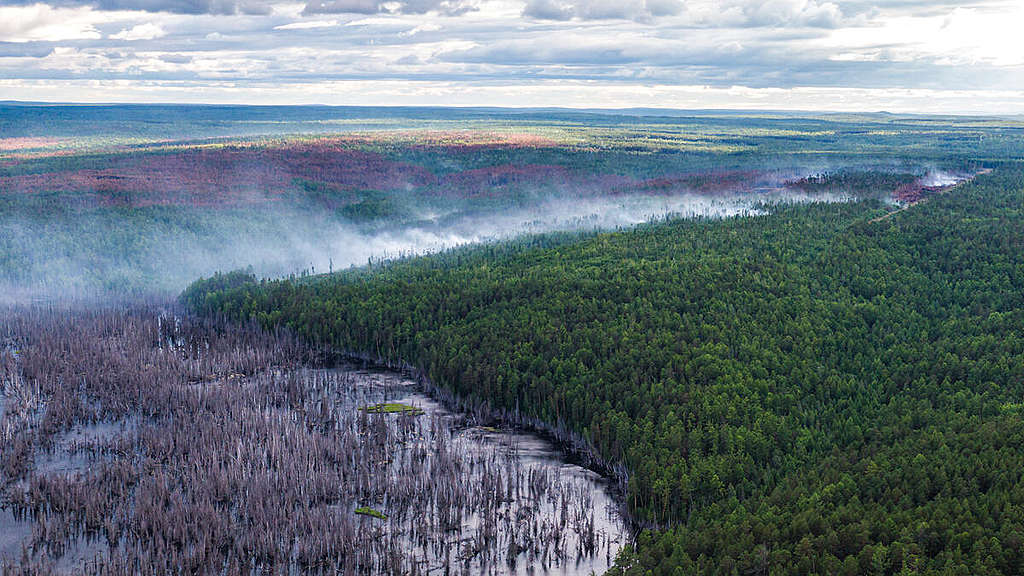 Климатична криза в Сибир 2020. © Юлия Петренко / „Грийнпийс“