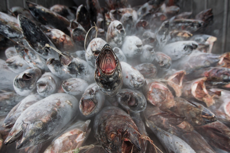 Бяла риба тон, уловена край о. Самоа в Тихия океан, подготвена за изпращане към фабриката за консервиране. Заради вкусовите качества на месото си тази риба е сред видовете, подложени на свръхулов.