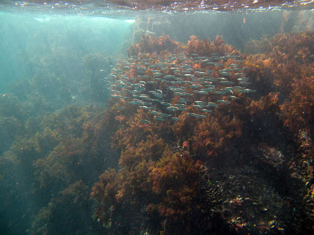 Черноморският басейн е част от обширната мрежа от морета в Европа, които са от екзистенциално значение не само за хората, но и за безброй морски екосистеми и видове. Черноморският басейн е част от обширната мрежа от морета в Европа, които са от екзистенциално значение не само за хората, но и за безброй морски екосистеми и видове. © Димитър Беров / Грийнпийс