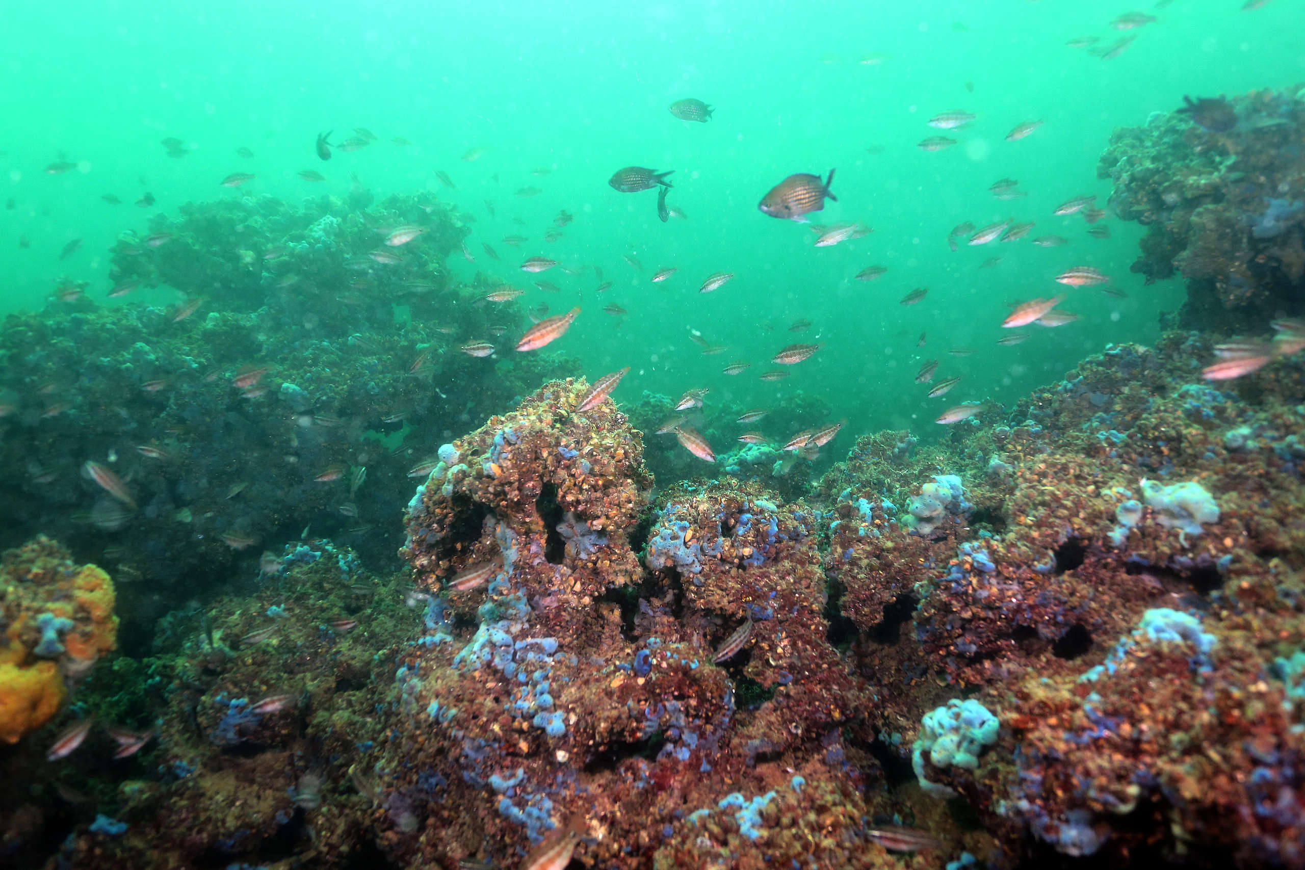 Черно море е затворено море с голям водосборен басейн, което прави естествената му среда и екосистемите му силно уязвими.