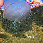 Как „битката на медузите“ спасява Черно море