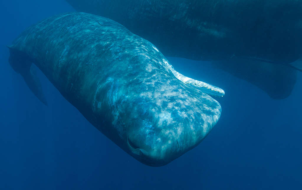 Sperm Whales in Sri Lanka. © Paul Hilton / Greenpeace