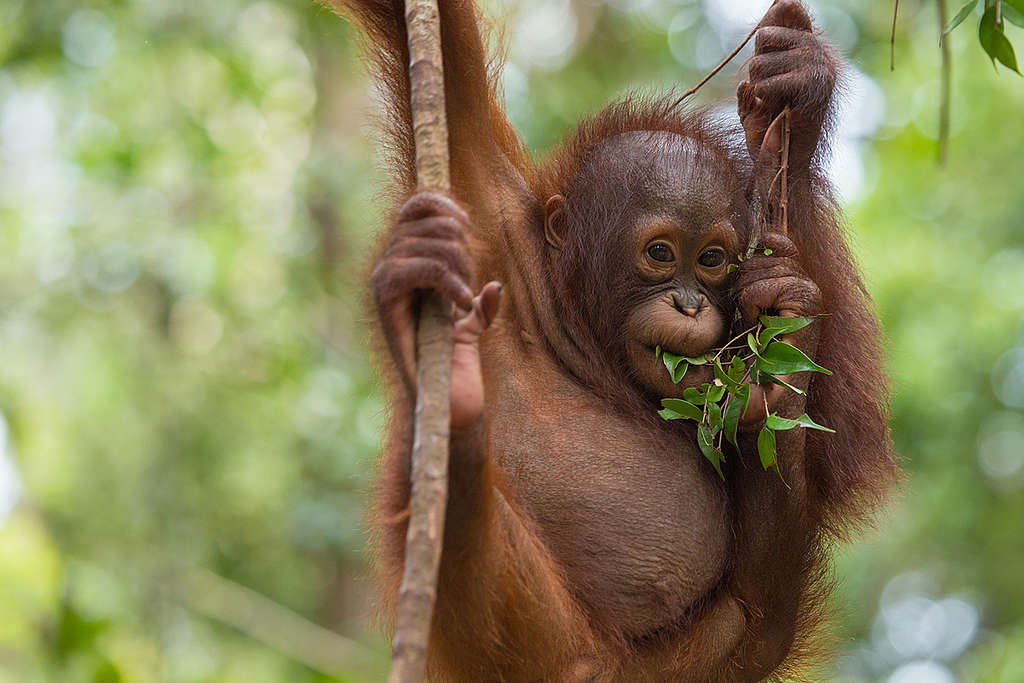 Orangutan at BOS Nyaru Menteng Orangutan Rescue Center in Indonesia. © Bjorn Vaugn / BOSF / Greenpeace