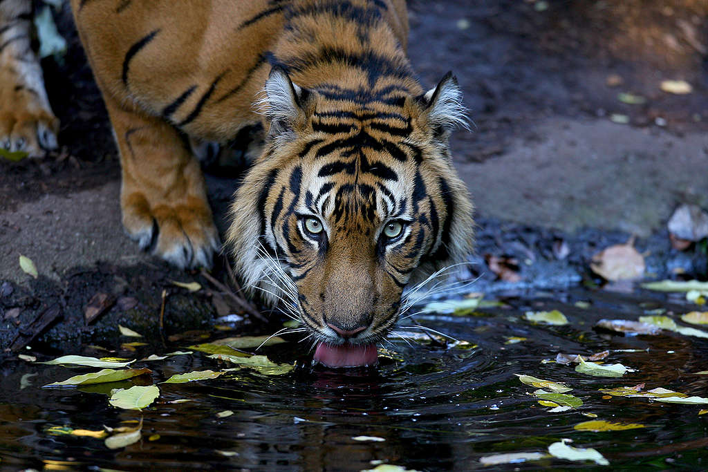 Sumatran Tiger at Melbourne Zoo. © Melbourne Zoo