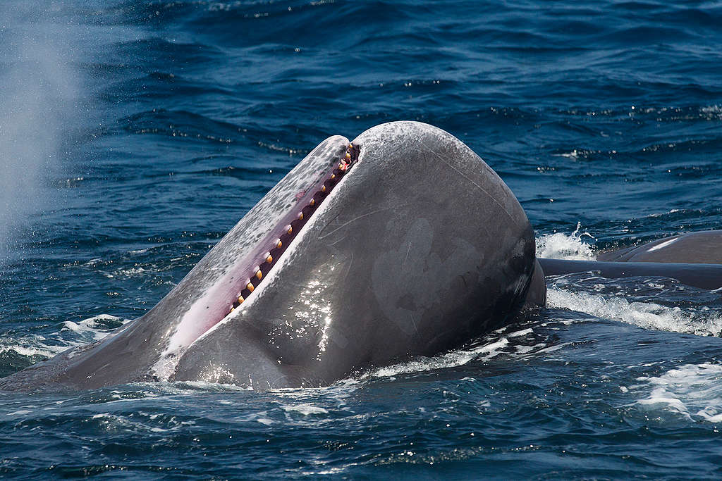 Sperm Whale Calf in Sri Lanka. © Paul Hilton / Greenpeace