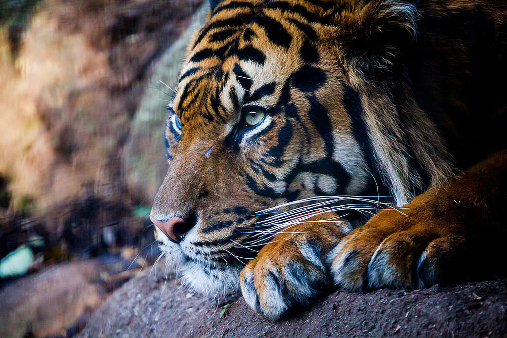 Sumatran Tiger at Melbourne Zoo. © Greenpeace / Tom  Jefferson