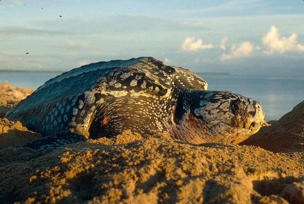 Female Leatherback Turtle in French Guiana. © Greenpeace / Jacques Fretey