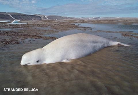 beluga dead