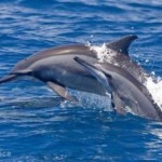 Major breakthrough for Ocean Lovers: UN takes landmark step towards high seas biodiversity agreement