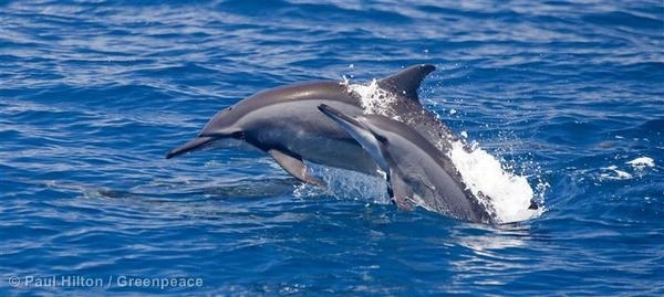 A Long-snouted Spinner Dolphin (Stenella longirostris) swims in the waters off Sri Lanka. 04/18/2010 © Paul Hilton / Greenpeace