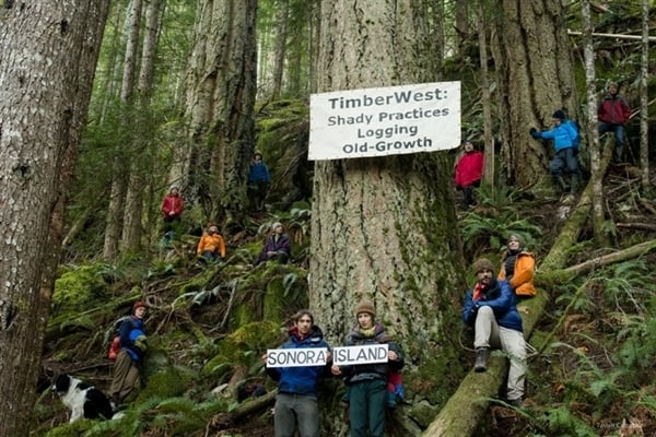 Old growth forest - Sonora Island - Tavish Campbell, photographer