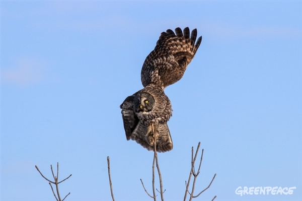 Biodiversité de la forêt boréale