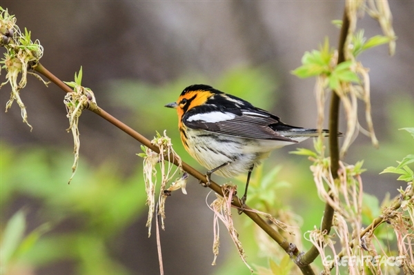 Les oiseaux de la forêt boréale