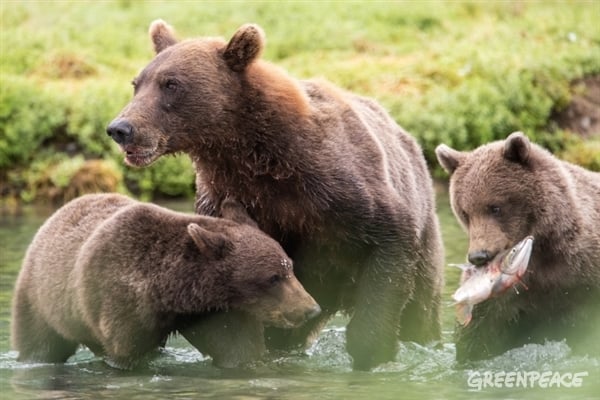 Announcing the winners of the 2017 Greenpeace photo competition