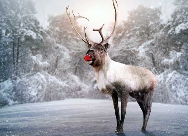 Rudolph's reindeers on sale