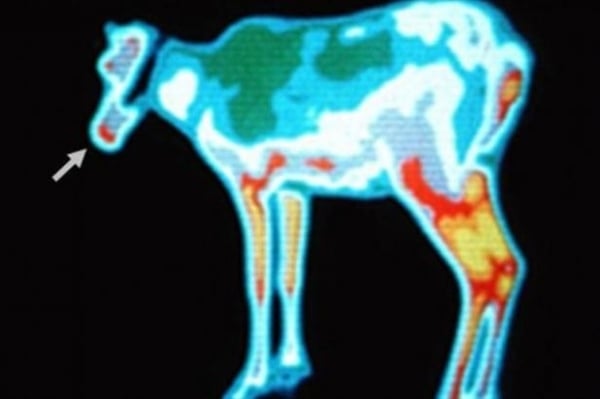 Sensory imaging of a reindeer 