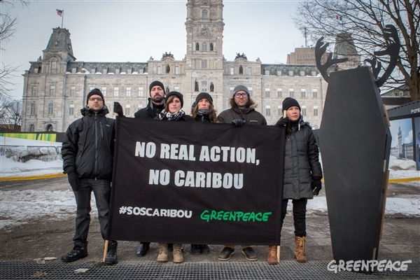 Greenpeace calls out Minister Blanchette’s failure on caribou outside Quebec legislature