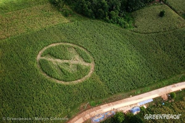 GE Crop Circle Action Against GM Corn (Philippines: 2006)