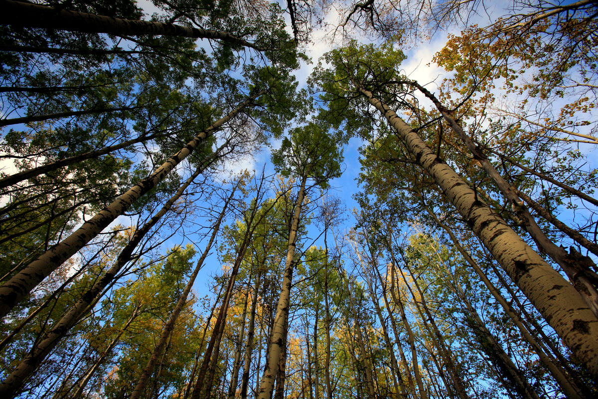 Greenpeace Canada’s reaction to Paper Excellence’s owner’s refusal to appear before the Standing Committee on Natural Resources
