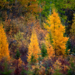 Boreal Forest in Alberta