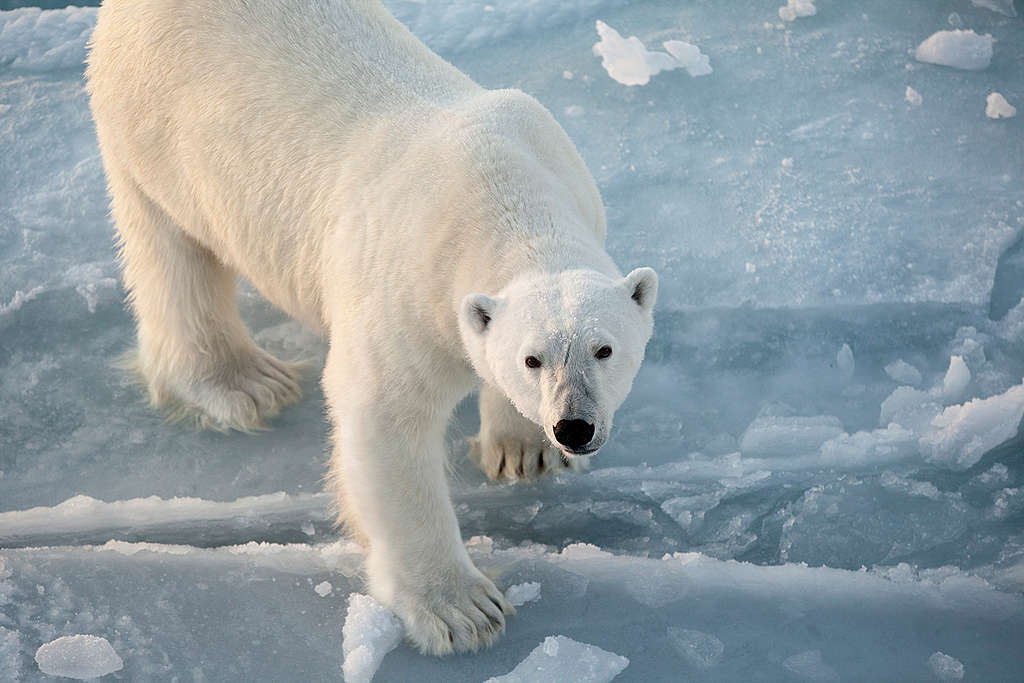Polar Bear in Svalbard Polar Bear in Svalbard