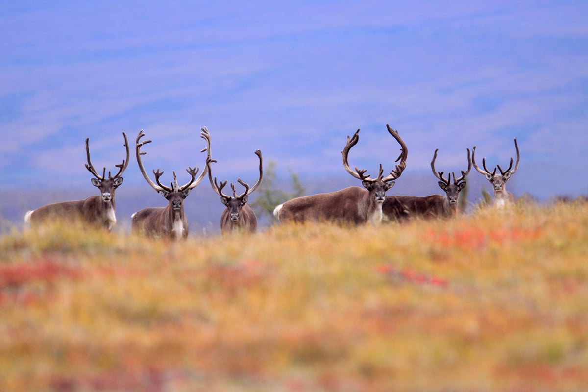 Barren-ground Caribou