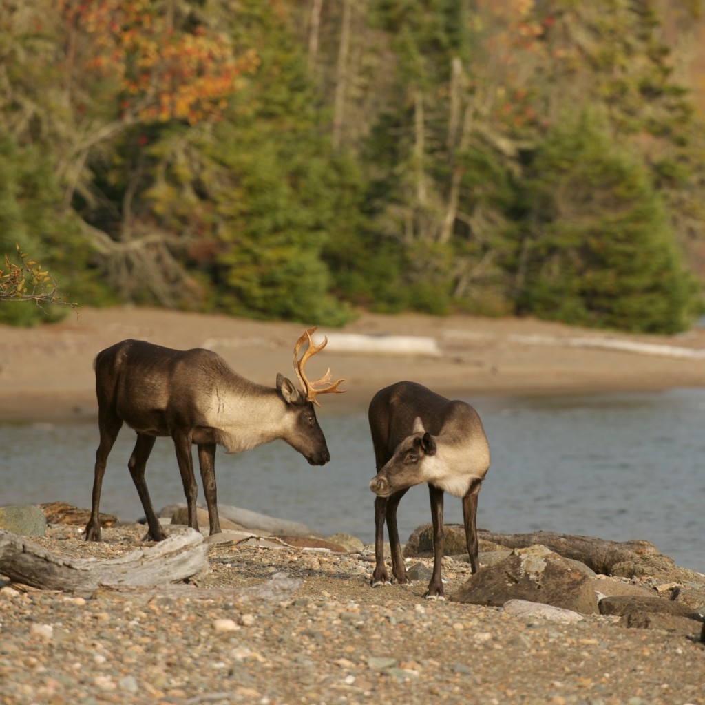 Woodland Caribou in Canada Woodland Caribou in Canada