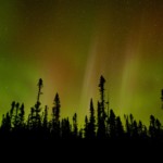 Northern lights over the trees on an autumn night.