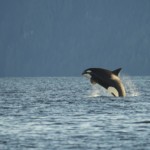 Orca Whale jumping out of the water.
Ein Orca springt aus dem Wasser.