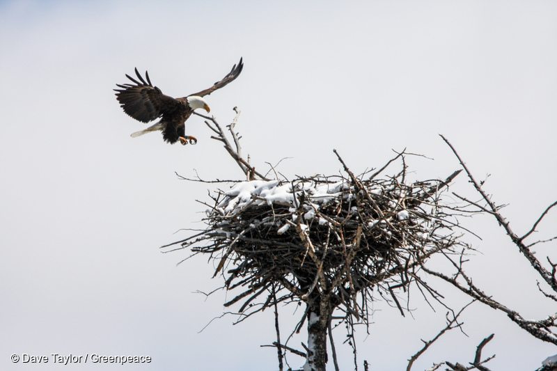 Bald Eagle in Canadian Boreal Forest