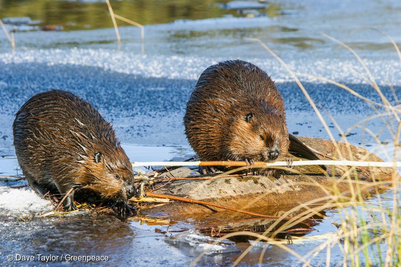 Beaver in Canadian Boreal Forest