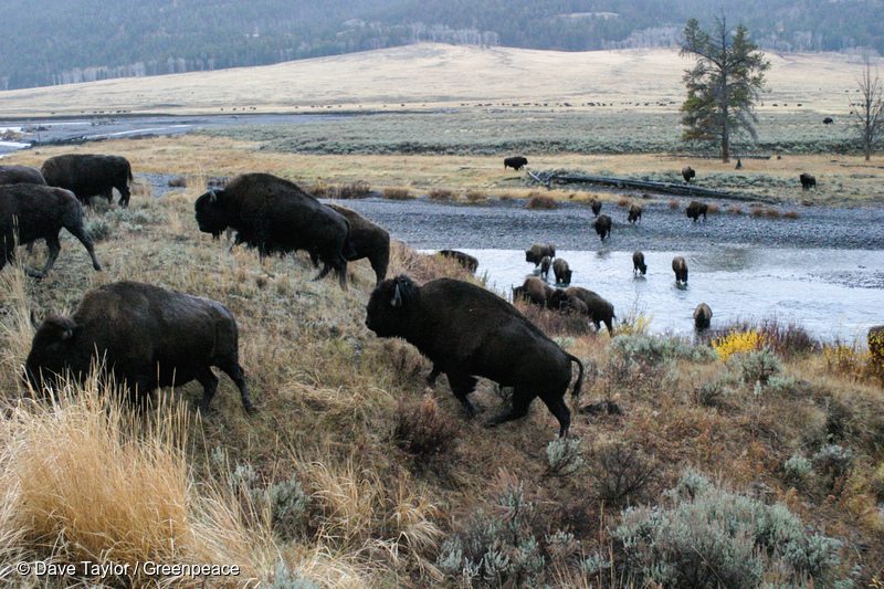 Wood Bison in Canadian Boreal Forest