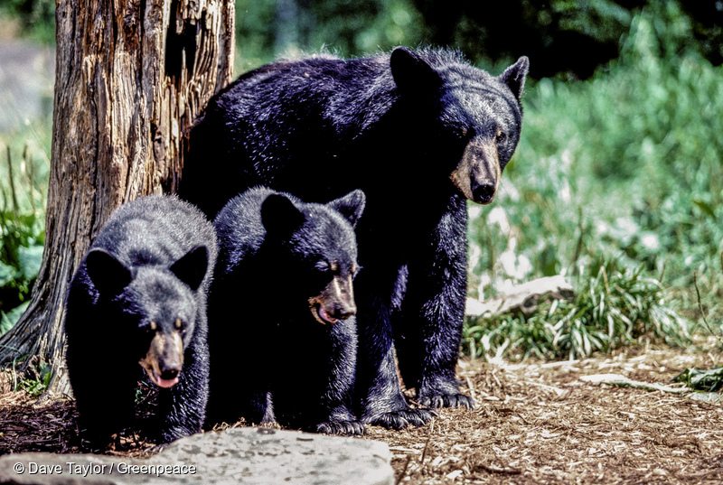 Black Bears in Canadian Boreal Forest