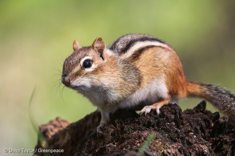 Eastern Chipmunk in Canadian Boreal Forest