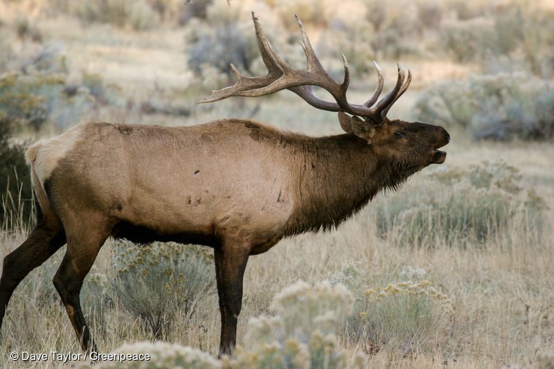 Elk in Canadian Boreal Forest