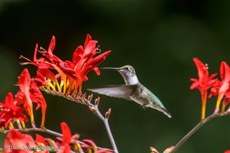 Ruby-throated Hummingbird in Canadian Boreal Forest