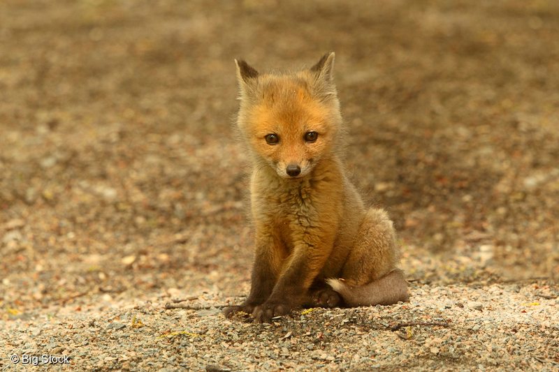 Red Fox Kit in Canadian Boreal Forest