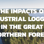 The Impacts of Logging in the Great Northern Forest