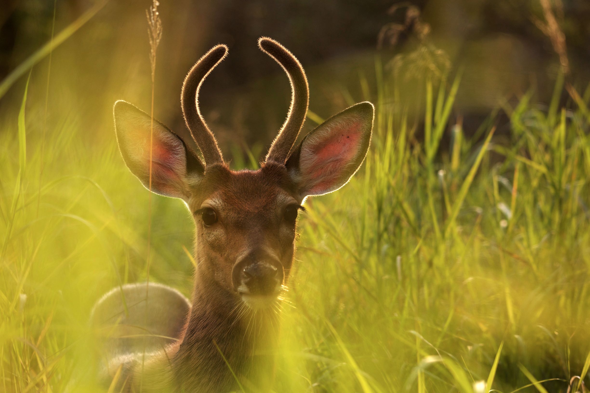 Announcing the winners of the 2018 Greenpeace photo competition