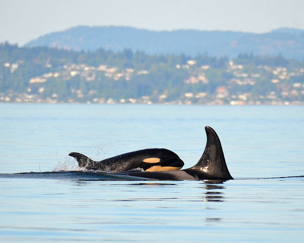 Orcas J53 and J17 Surface In Washington. © Monika Wieland Shields