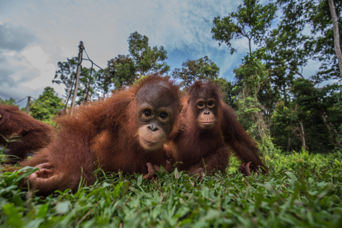 Orangutans at BOS Nyaru Menteng Orangutan Rescue Center in Indonesia. © Bjorn Vaugn