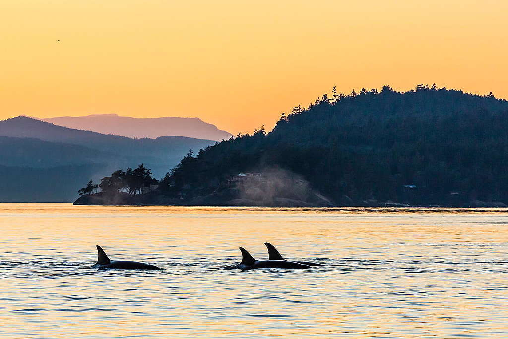 Orcas in the Wild in Canada. © Michael S. Nolan