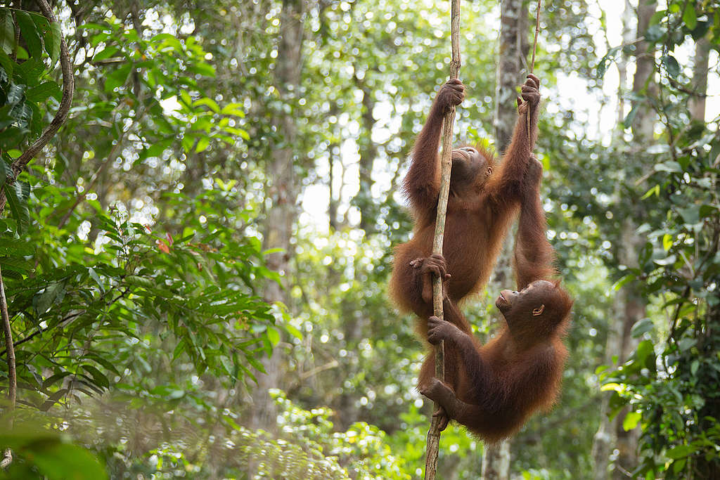 Orangutans at BOS Nyaru Menteng Orangutan Rescue Center in Indonesia. © Bjorn Vaugn