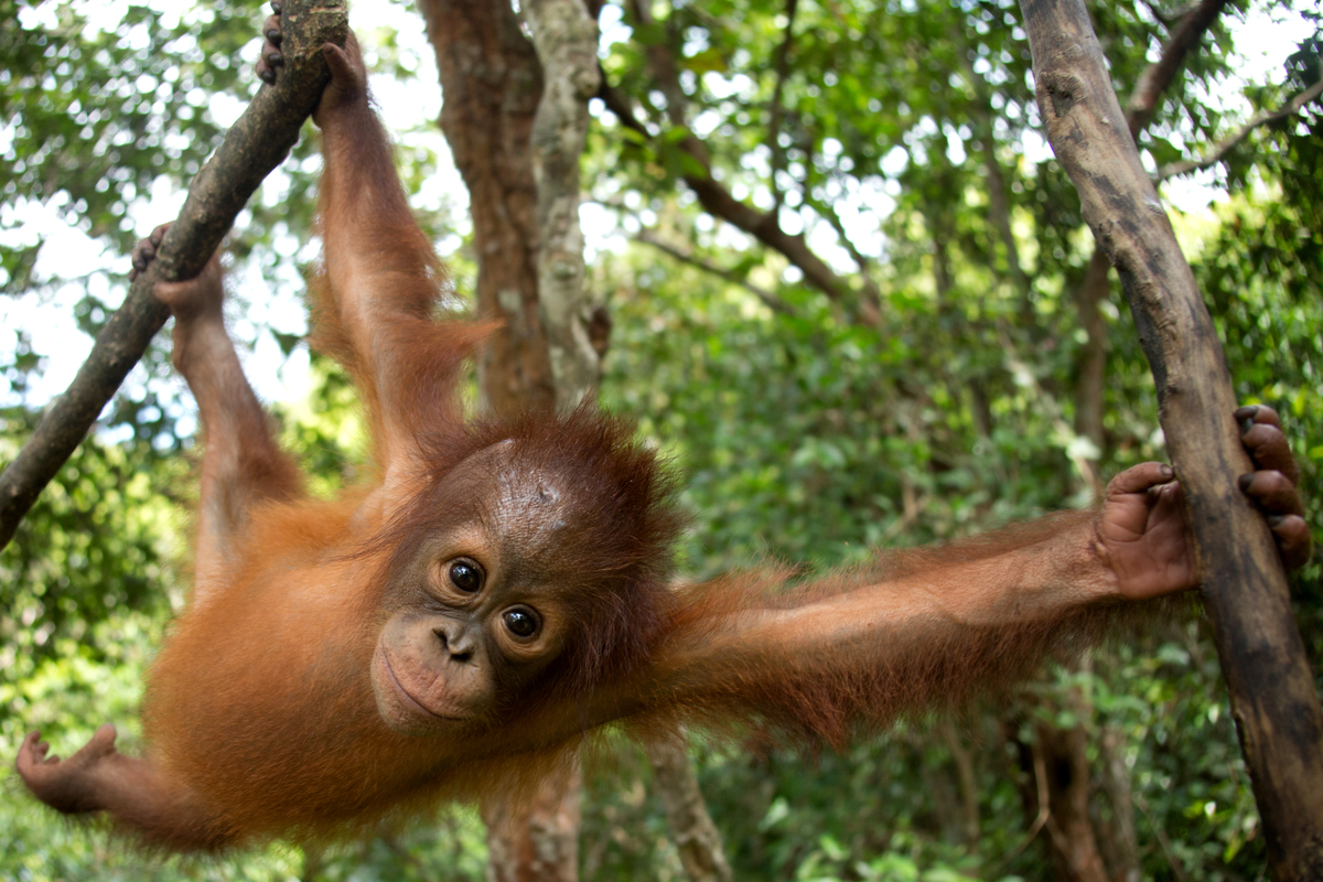 Orangutan at BOS Nyaru Menteng Orangutan Rescue Center in Indonesia. © Bjorn Vaugn