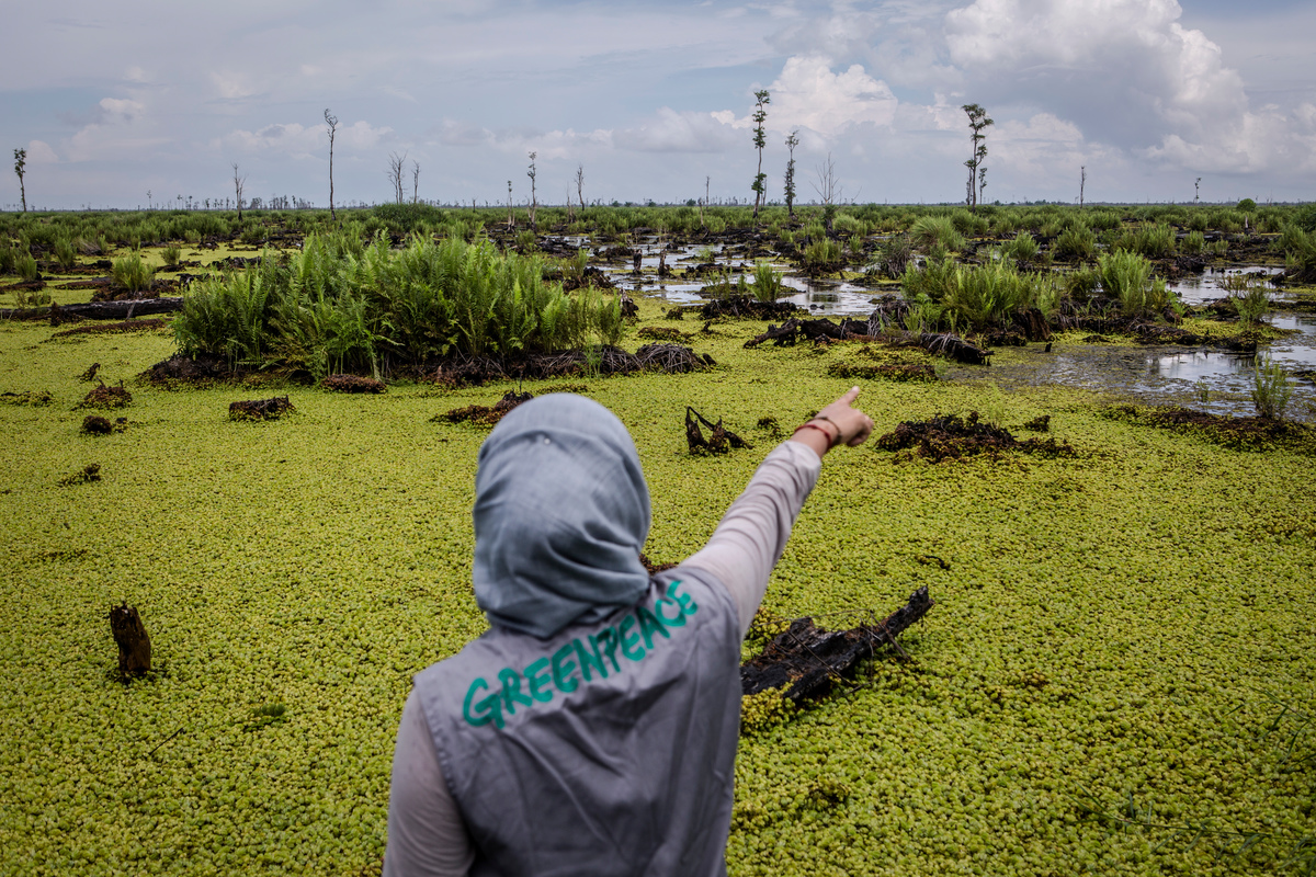 Greenpeace investigation exposes how world’s biggest brands are still linked to rainforest destruction in Indonesia
