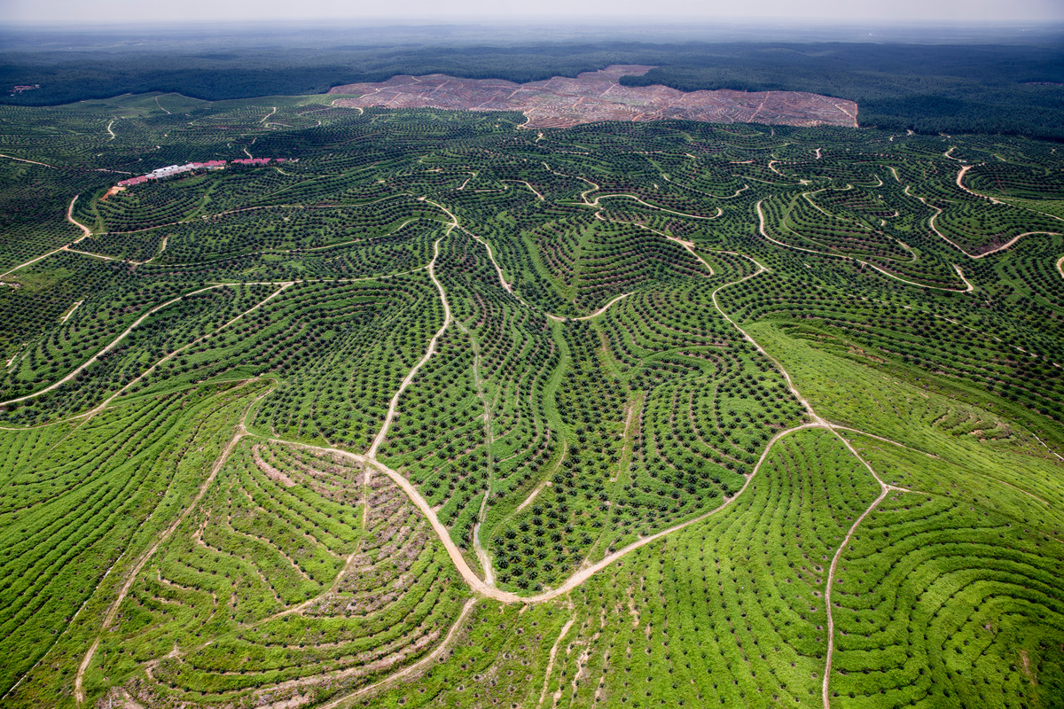 Palm Oil Plantation in Riau. © Kemal Jufri