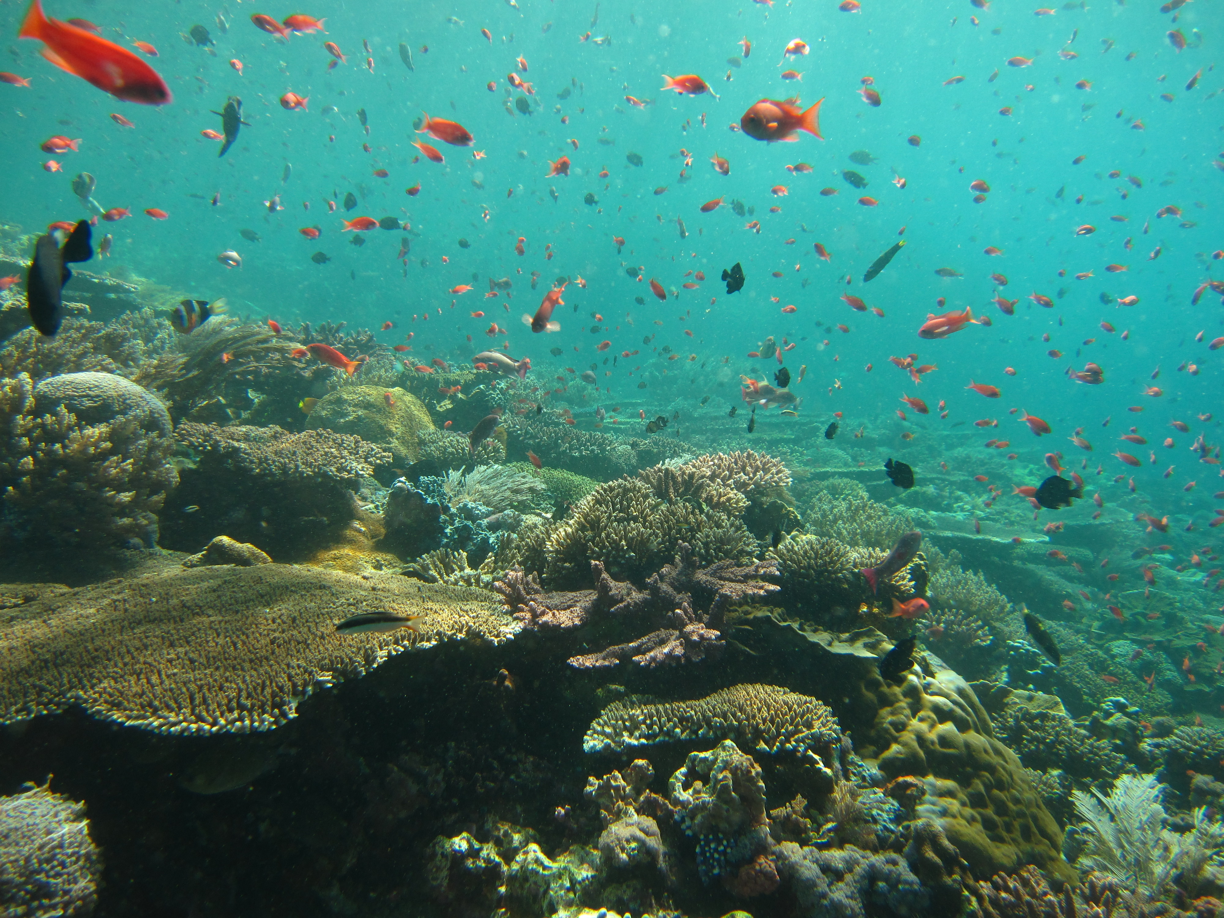 Récif corallien foisonnant de vie, dans la mer d’Andaman, en Thaïlande.