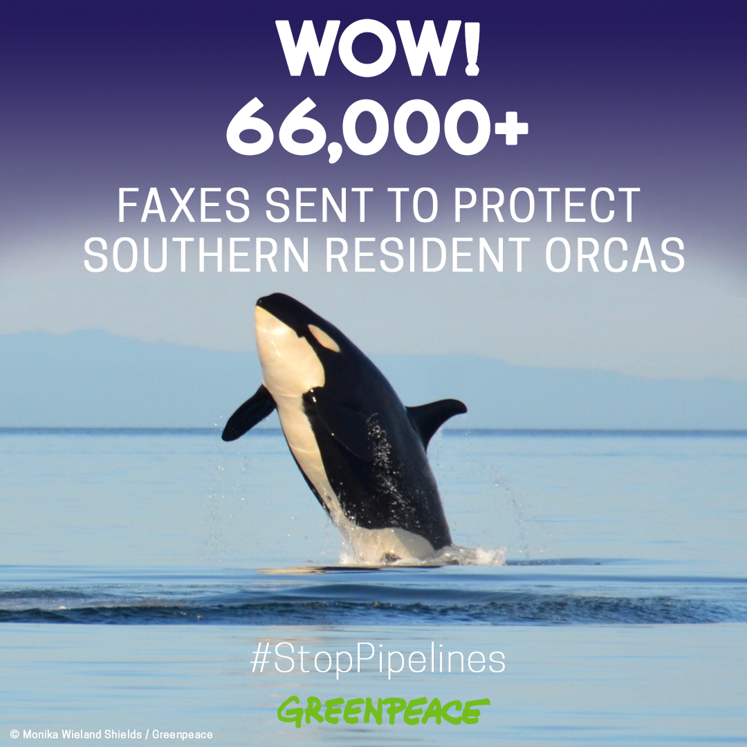 More than 66,000 speak out for Southern Resident Orcas in new Trans Mountain process