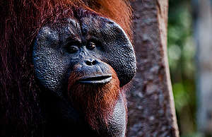 Orangutan at Tanjung Puting National Park. © Ulet  Ifansasti